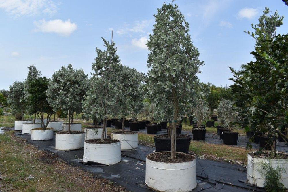 conocarpus-erectus-sericeus-silver-buttonwood