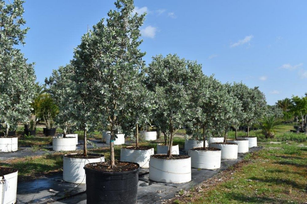 conocarpus-erectus-sericeus-silver-buttonwood