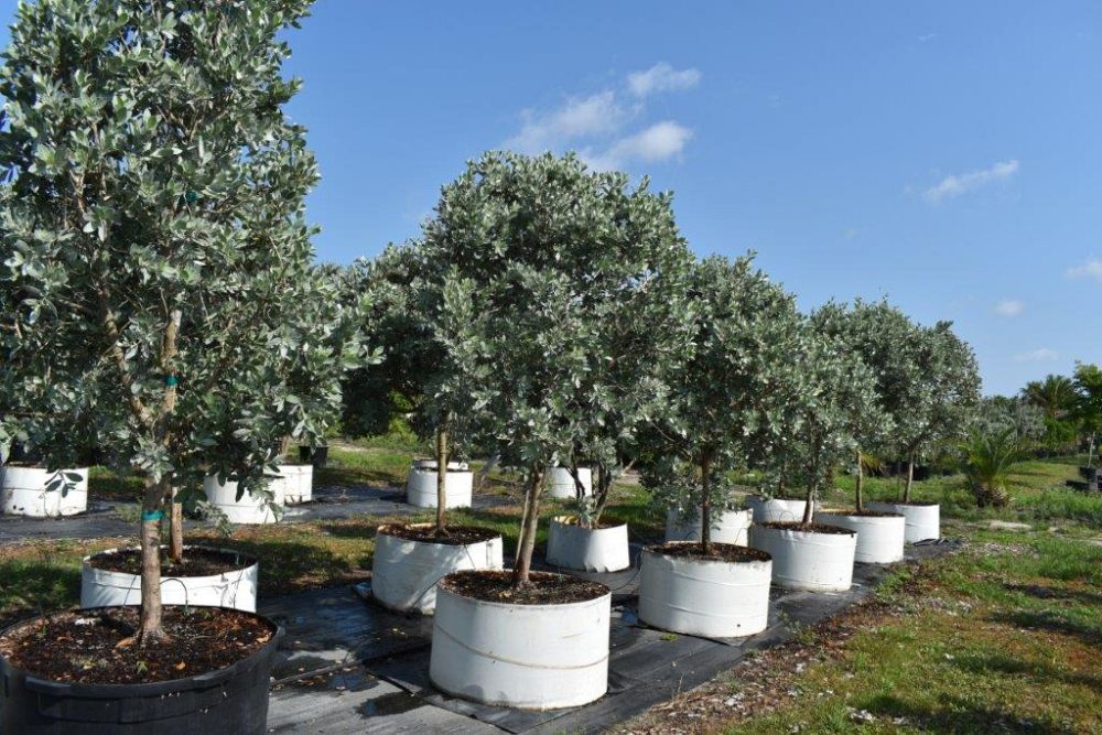 conocarpus-erectus-sericeus-silver-buttonwood
