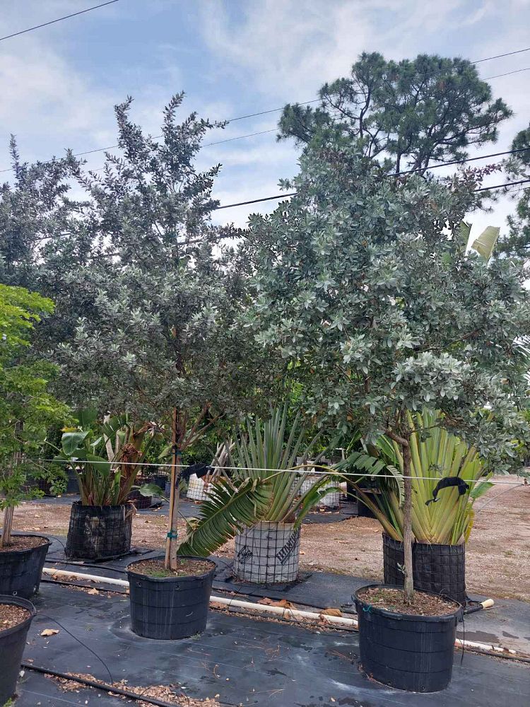 conocarpus-erectus-sericeus-silver-buttonwood