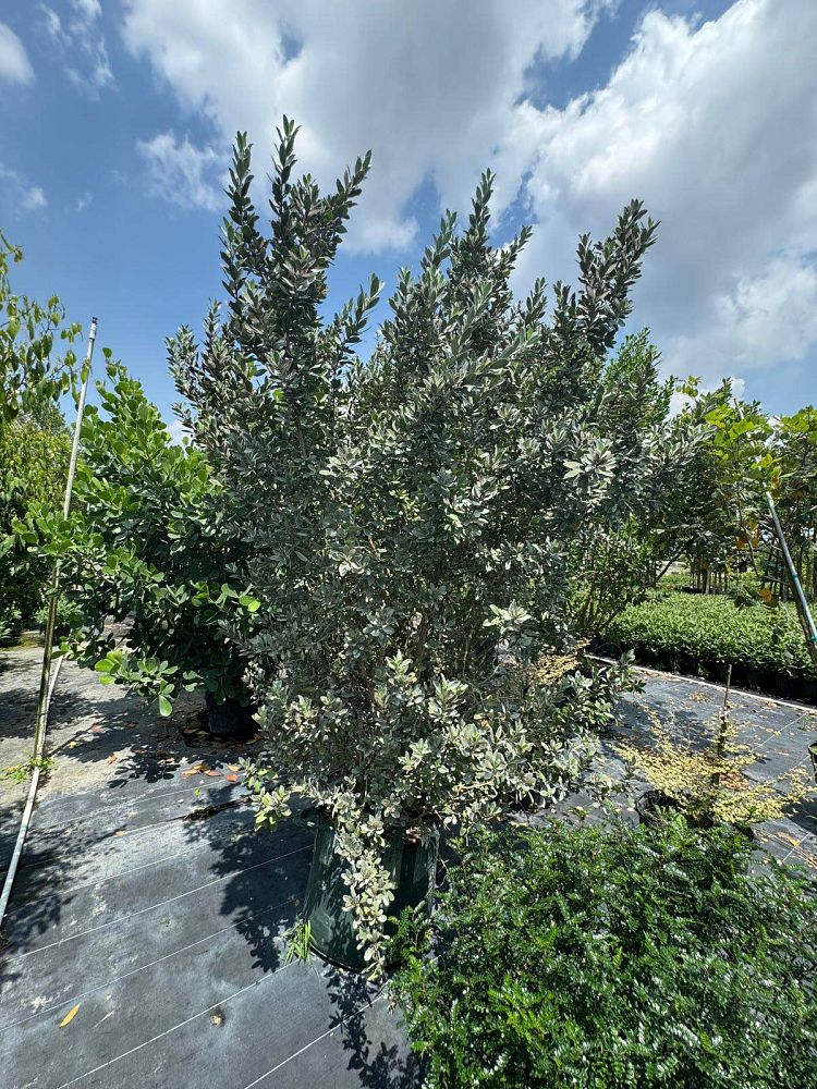 conocarpus-erectus-sericeus-silver-buttonwood