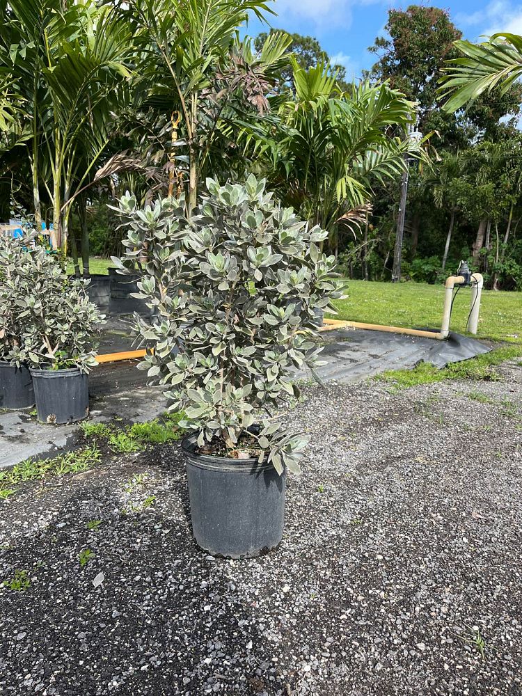 conocarpus-erectus-sericeus-silver-buttonwood