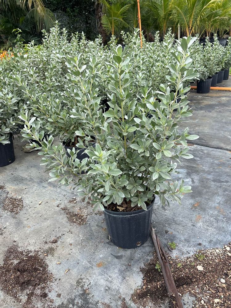 conocarpus-erectus-sericeus-silver-buttonwood