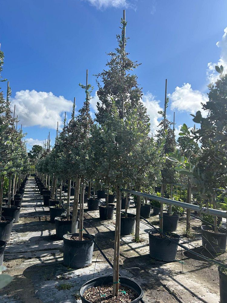 conocarpus-erectus-sericeus-silver-buttonwood