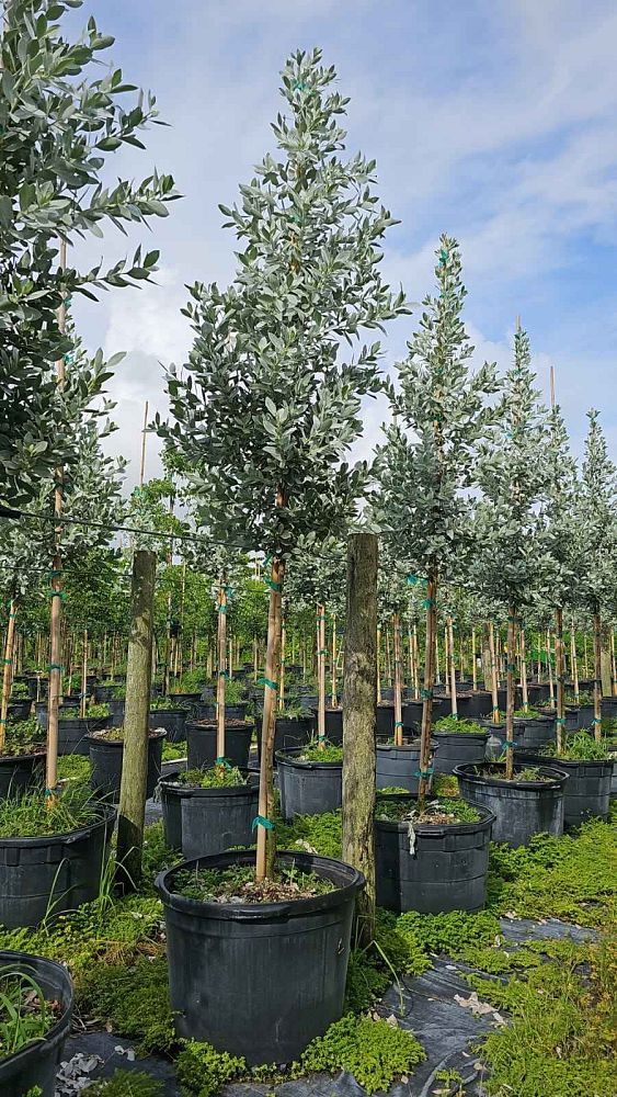 conocarpus-erectus-sericeus-silver-buttonwood