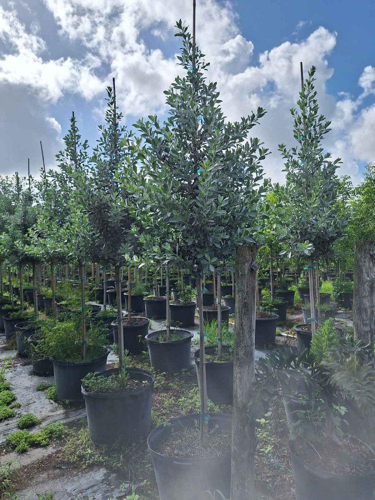 conocarpus-erectus-sericeus-silver-buttonwood