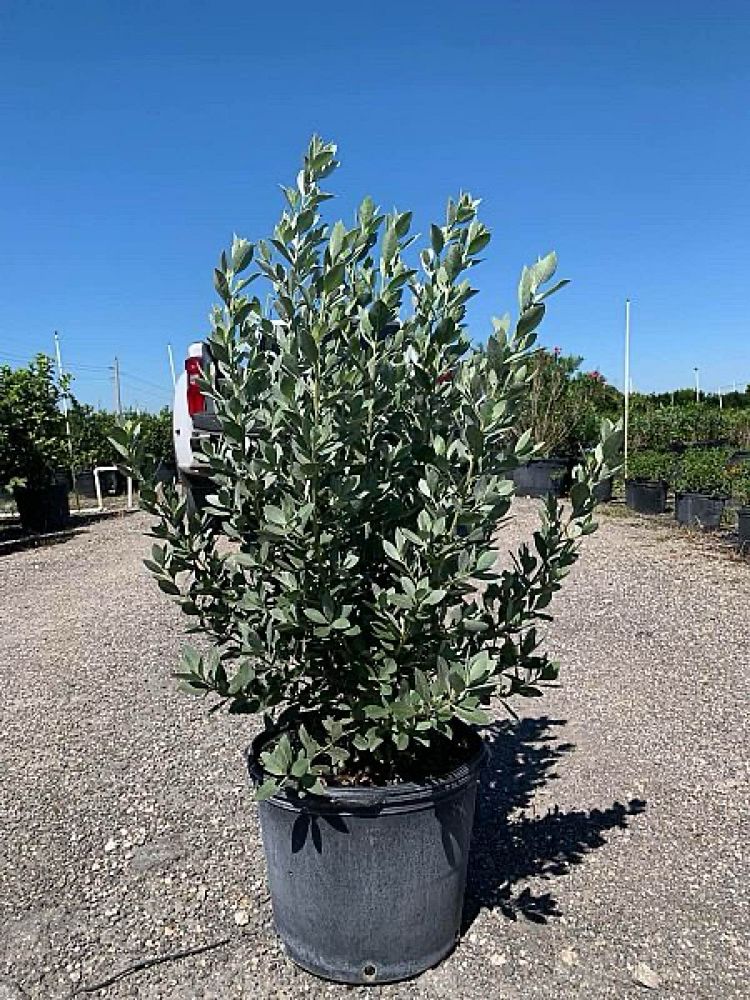conocarpus-erectus-sericeus-silver-buttonwood