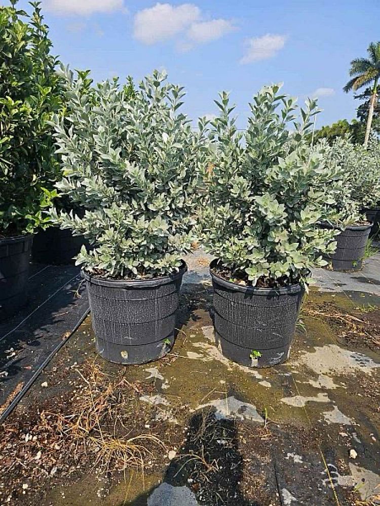 conocarpus-erectus-sericeus-silver-buttonwood