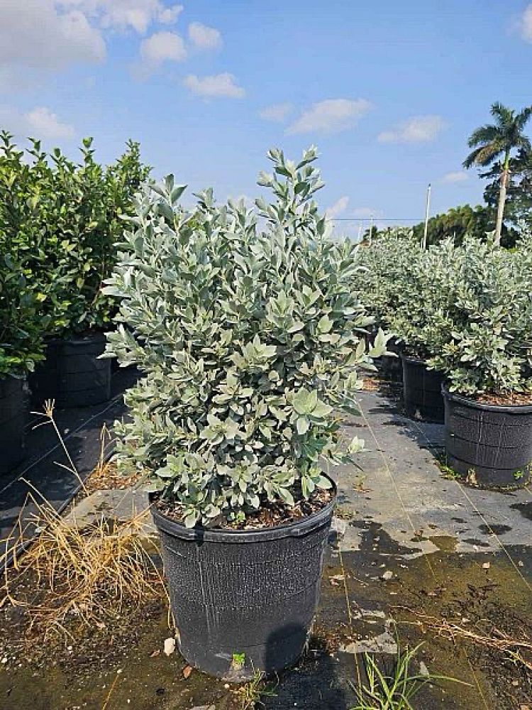 conocarpus-erectus-sericeus-silver-buttonwood