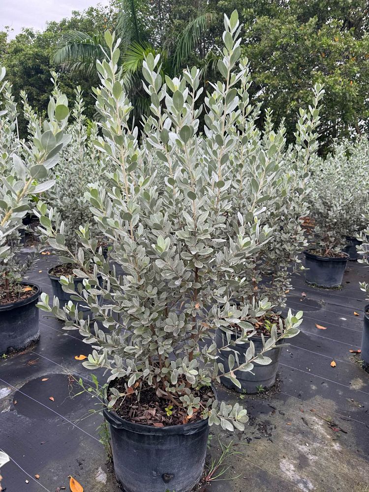 conocarpus-erectus-sericeus-silver-buttonwood