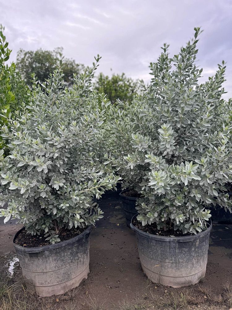 conocarpus-erectus-sericeus-silver-buttonwood