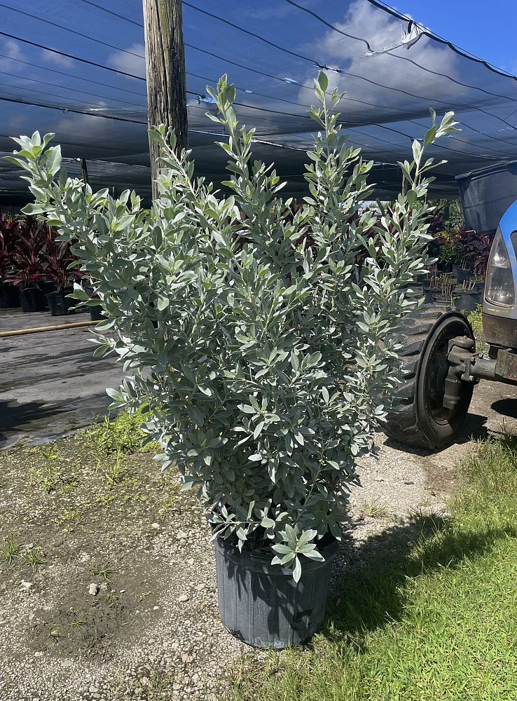 conocarpus-erectus-sericeus-silver-buttonwood