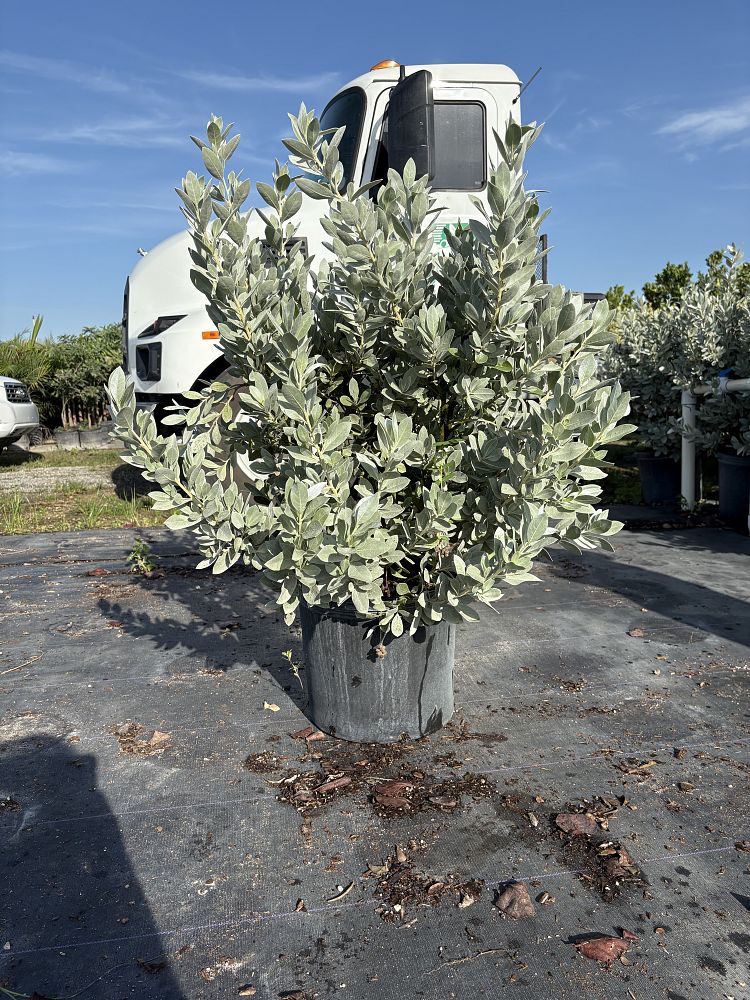conocarpus-erectus-sericeus-silver-buttonwood