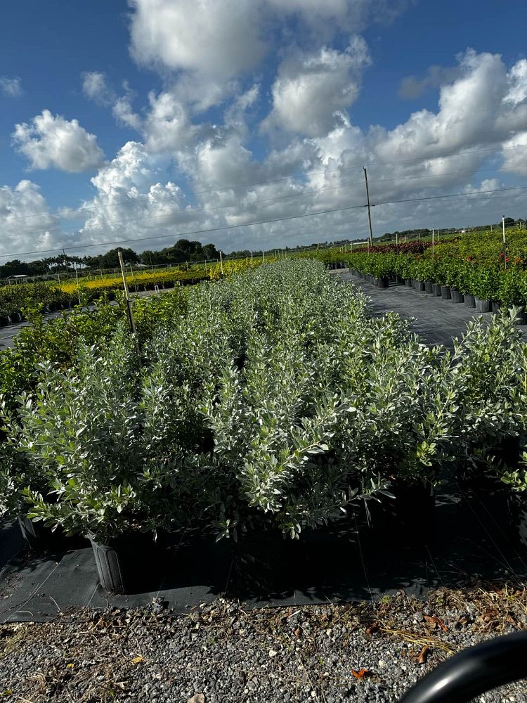 conocarpus-erectus-sericeus-silver-buttonwood
