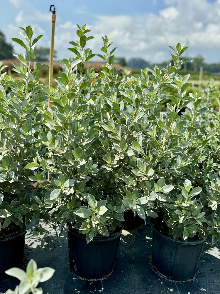 conocarpus-erectus-sericeus-silver-buttonwood