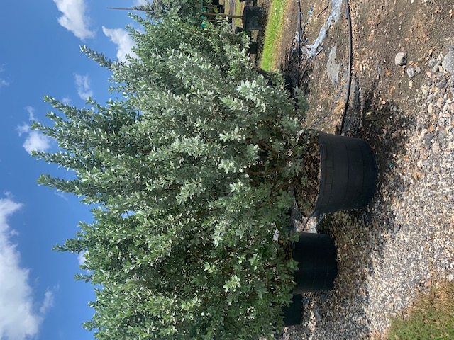 conocarpus-erectus-sericeus-silver-buttonwood