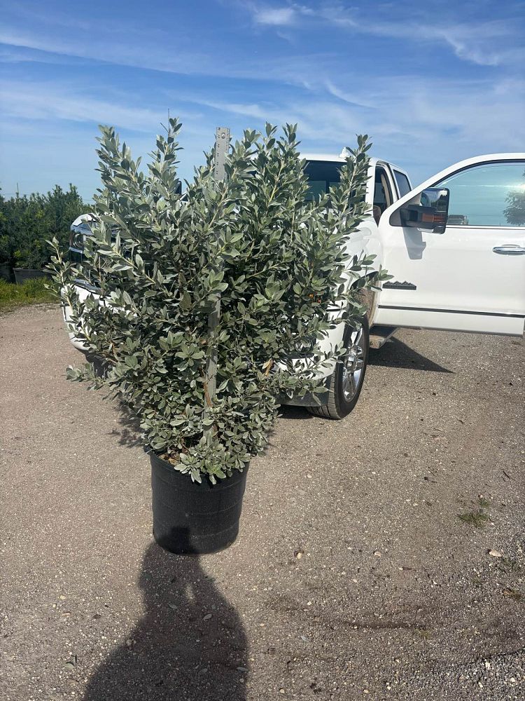 conocarpus-erectus-sericeus-silver-buttonwood