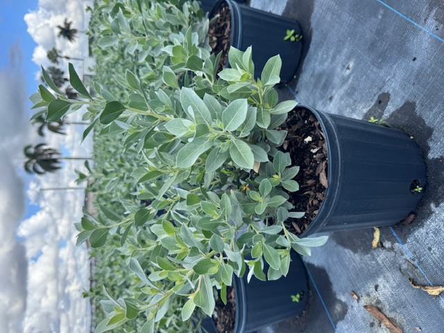 conocarpus-erectus-sericeus-silver-buttonwood
