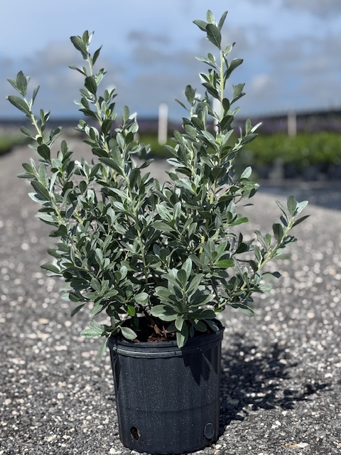 conocarpus-erectus-sericeus-silver-buttonwood