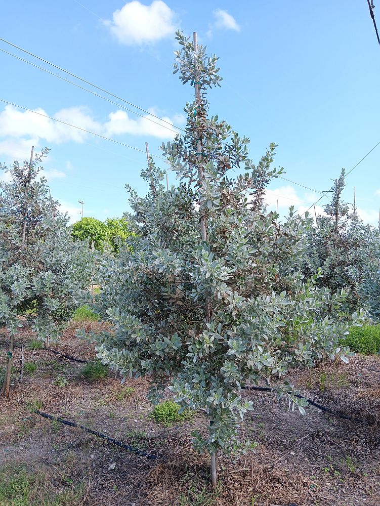 conocarpus-erectus-sericeus-silver-buttonwood