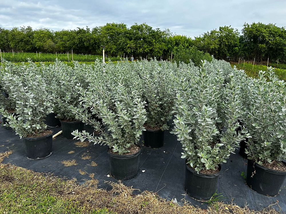 conocarpus-erectus-sericeus-silver-buttonwood