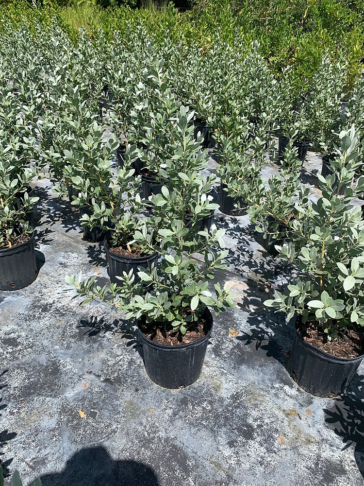 conocarpus-erectus-sericeus-silver-buttonwood