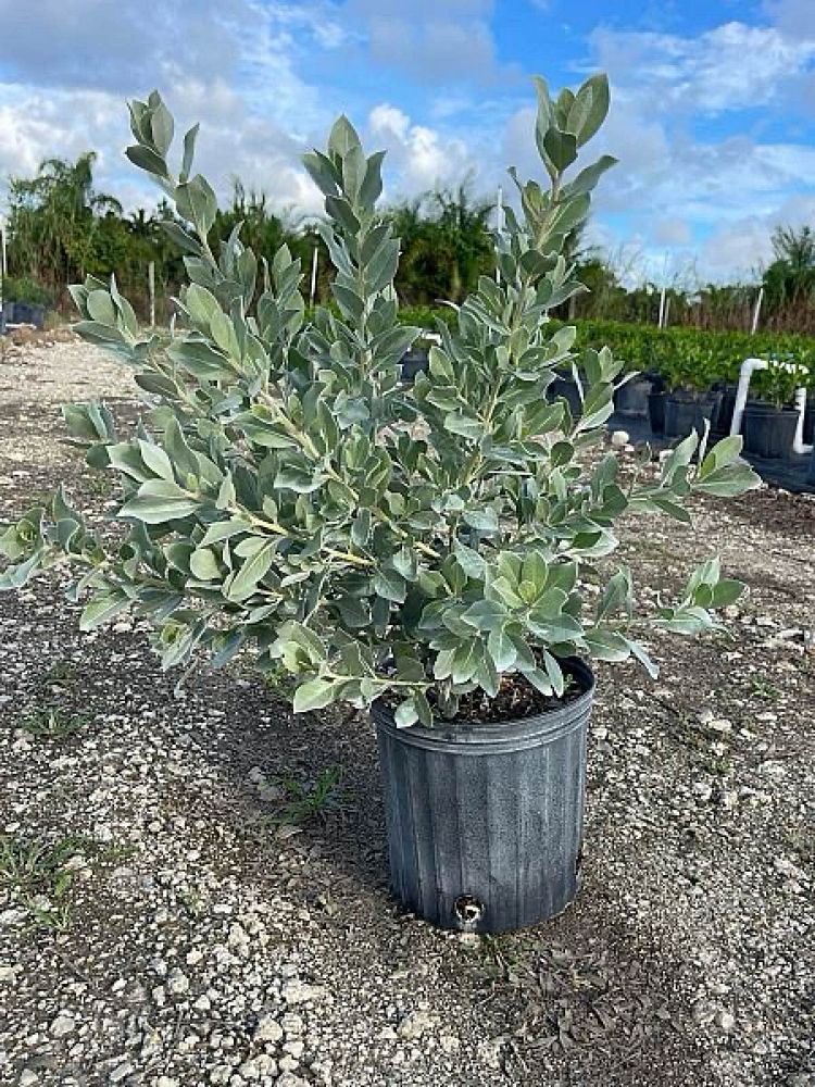 conocarpus-erectus-sericeus-silver-buttonwood
