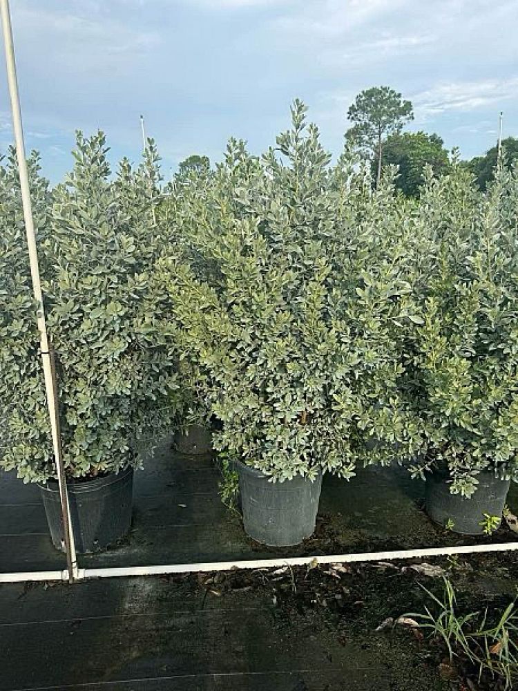 conocarpus-erectus-sericeus-silver-buttonwood