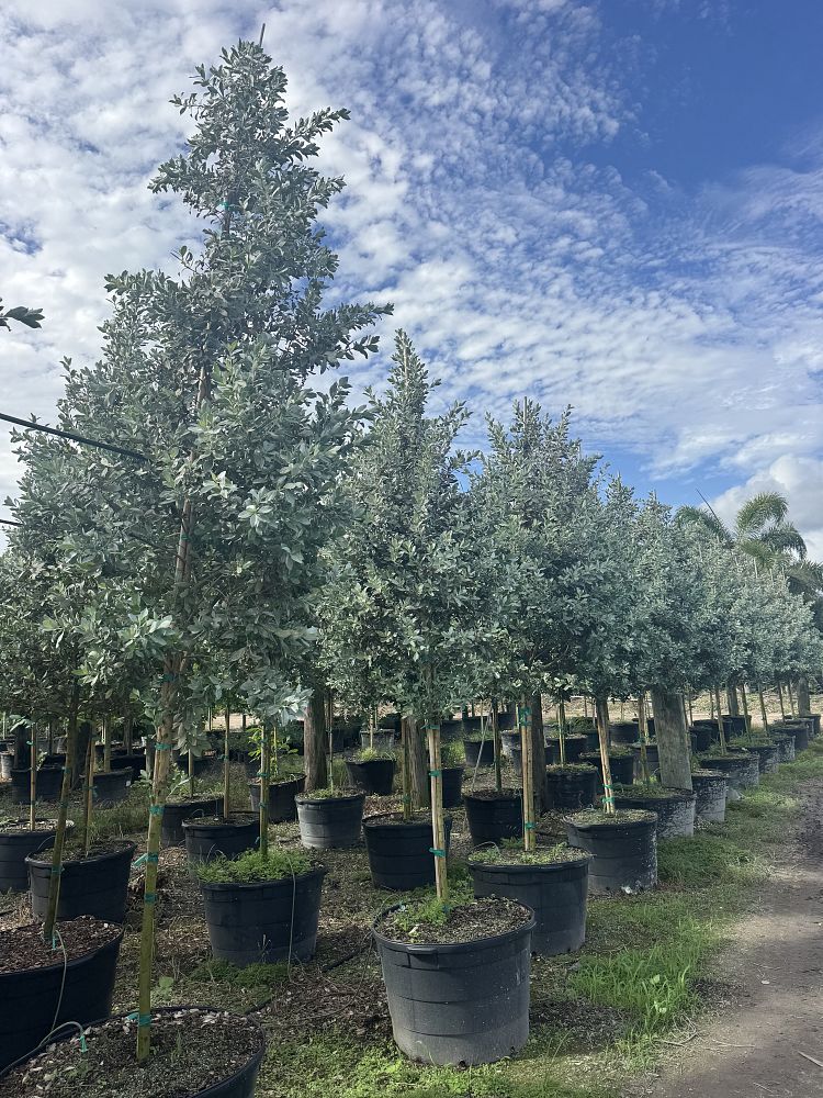 conocarpus-erectus-sericeus-silver-buttonwood