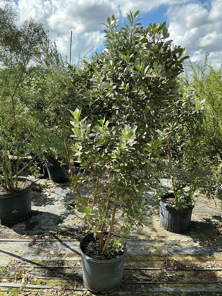 conocarpus-erectus-sericeus-silver-buttonwood