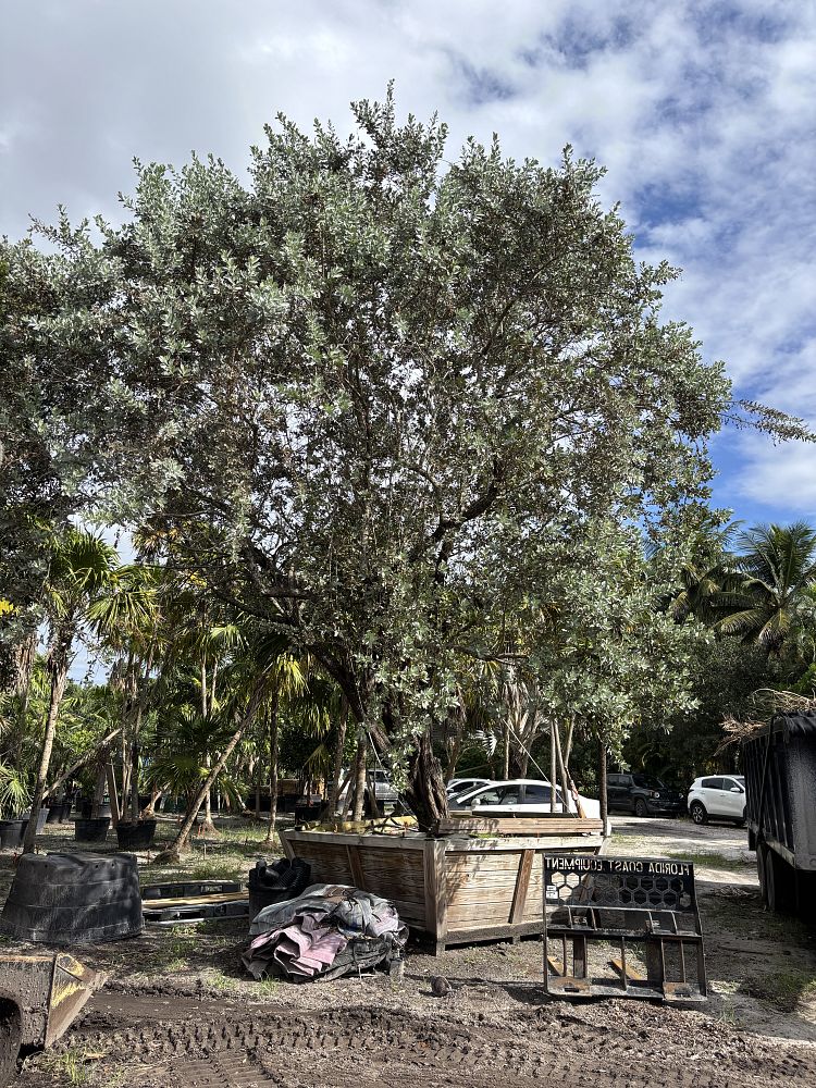 conocarpus-erectus-sericeus-silver-buttonwood