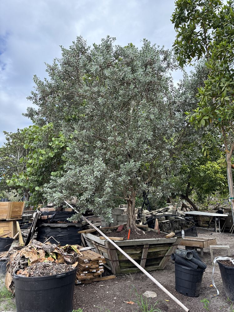 conocarpus-erectus-sericeus-silver-buttonwood