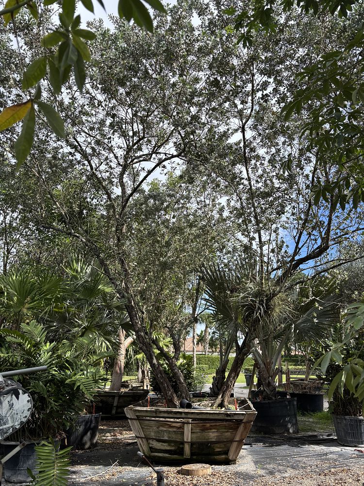 conocarpus-erectus-sericeus-silver-buttonwood