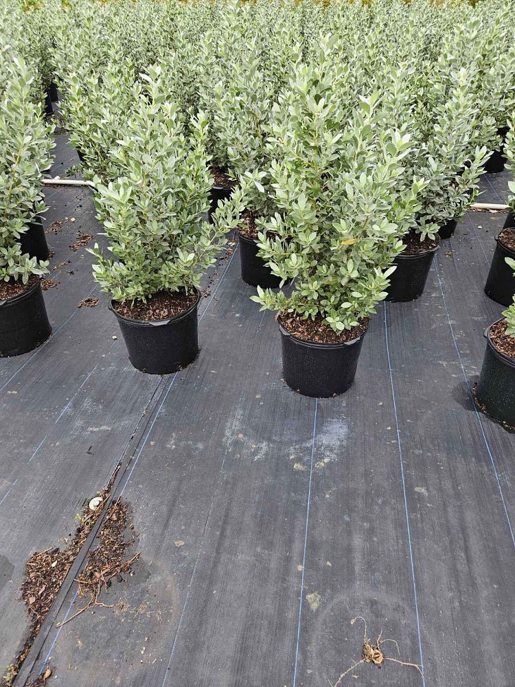 conocarpus-erectus-sericeus-silver-buttonwood