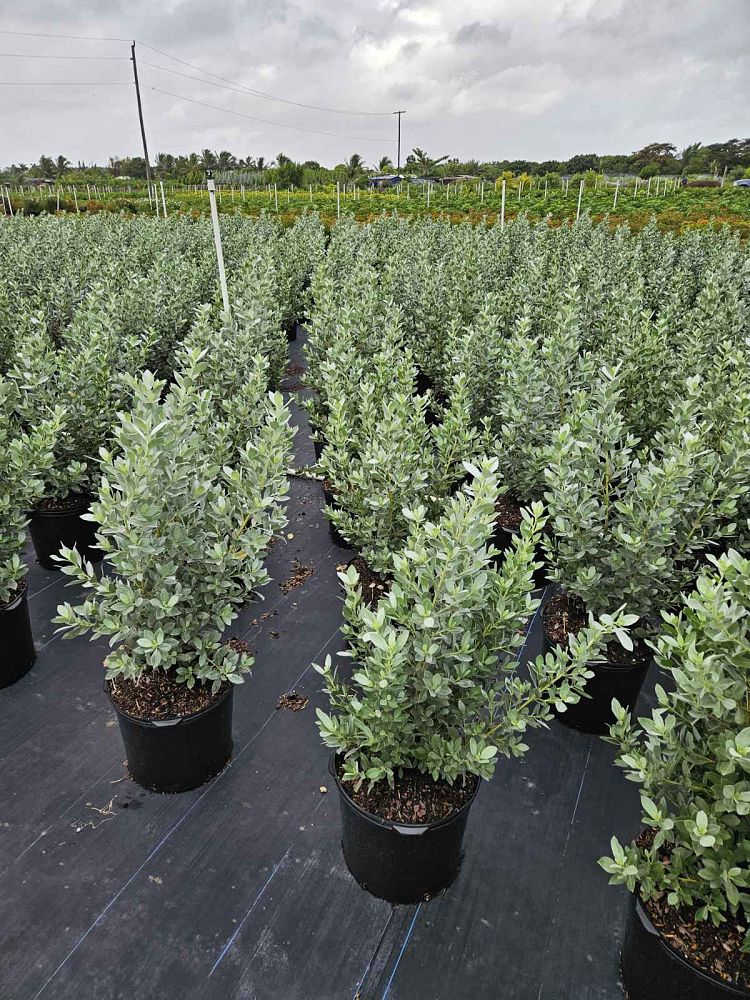 conocarpus-erectus-sericeus-silver-buttonwood