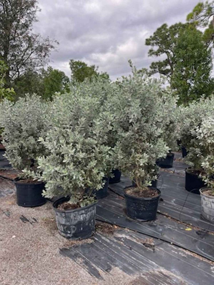 conocarpus-erectus-sericeus-silver-buttonwood