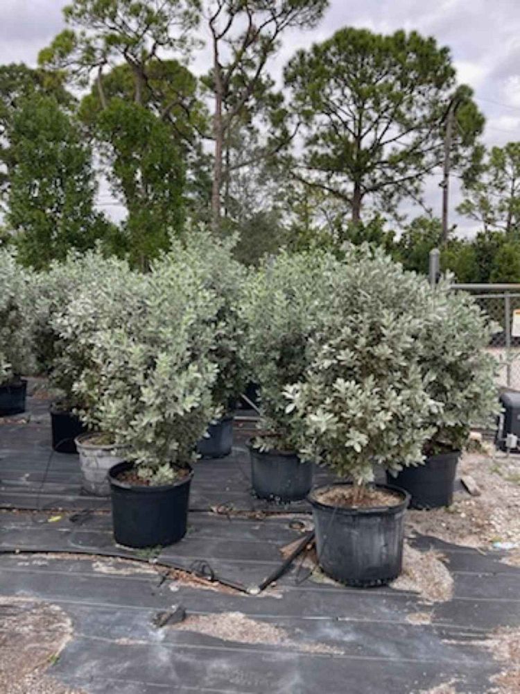 conocarpus-erectus-sericeus-silver-buttonwood