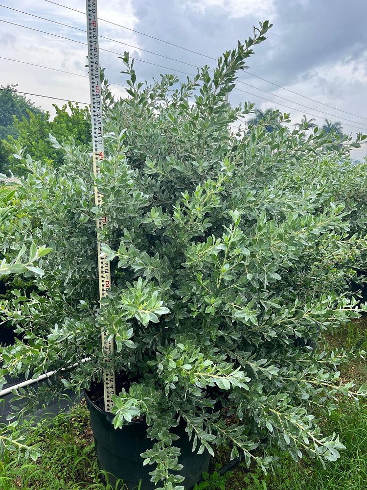 conocarpus-erectus-sericeus-silver-buttonwood