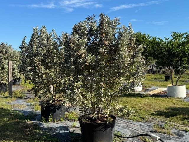 conocarpus-erectus-sericeus-silver-buttonwood