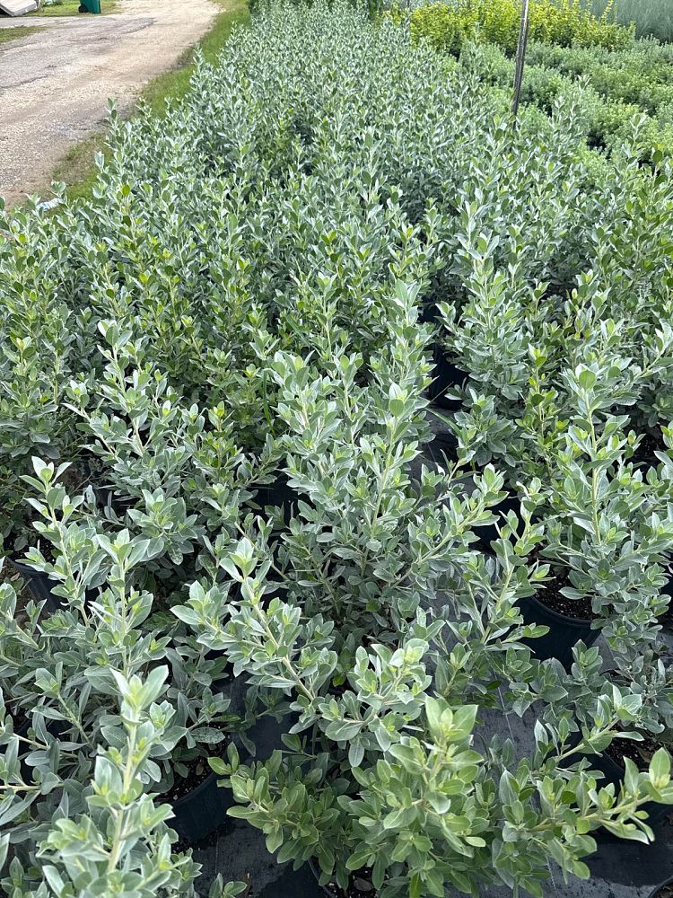conocarpus-erectus-sericeus-silver-buttonwood