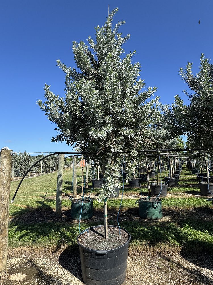 conocarpus-erectus-sericeus-silver-buttonwood