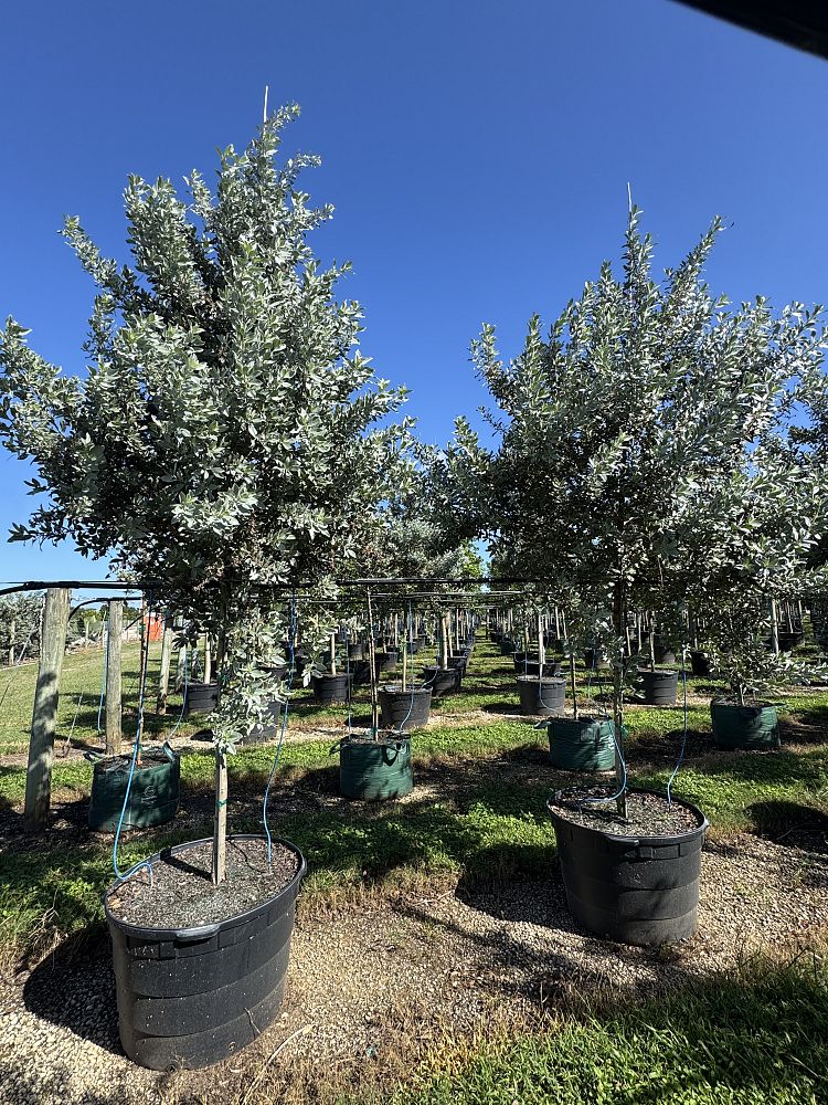 conocarpus-erectus-sericeus-silver-buttonwood