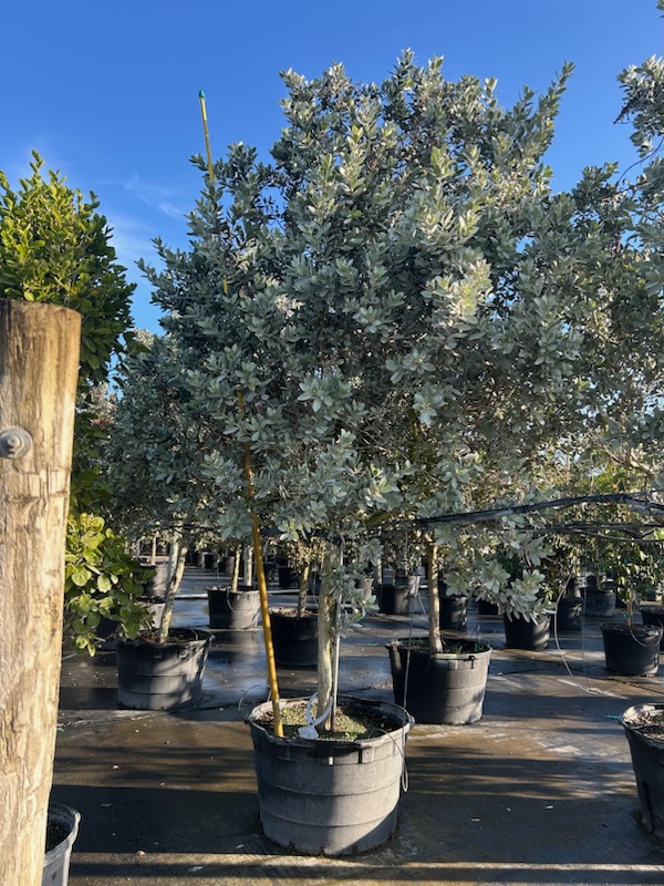 conocarpus-erectus-sericeus-silver-buttonwood