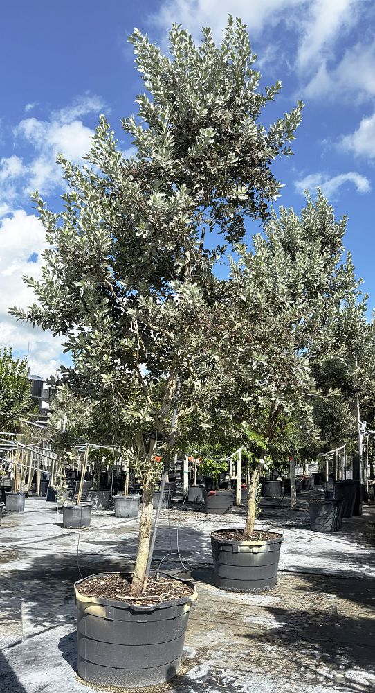 conocarpus-erectus-sericeus-silver-buttonwood