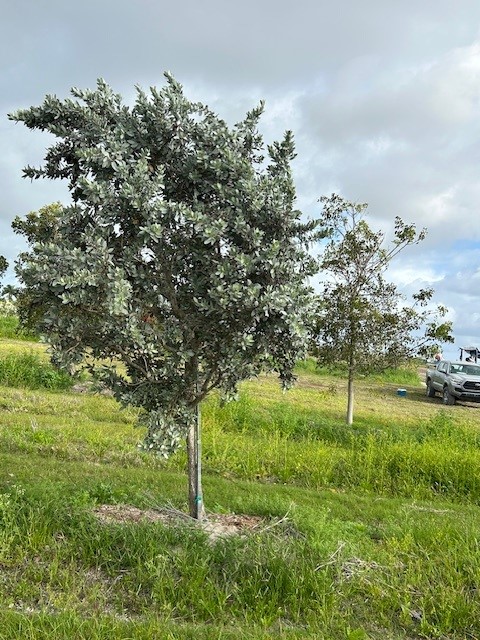 conocarpus-erectus-sericeus-silver-buttonwood