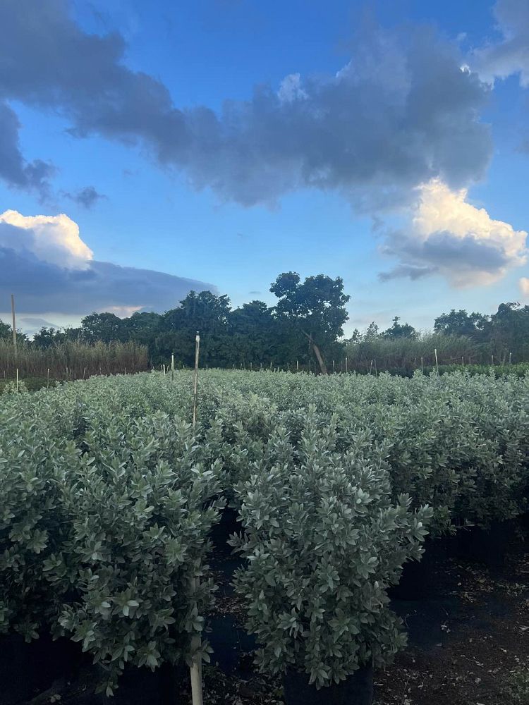 conocarpus-erectus-sericeus-silver-buttonwood