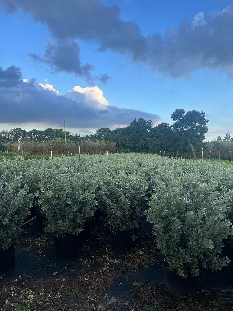 conocarpus-erectus-sericeus-silver-buttonwood