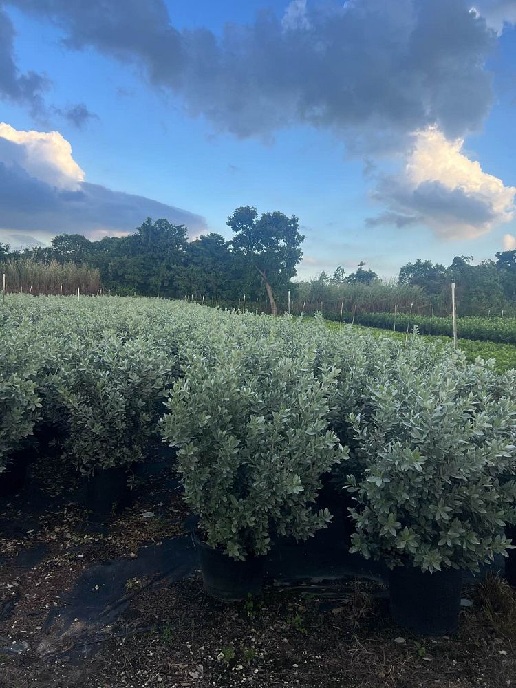 conocarpus-erectus-sericeus-silver-buttonwood