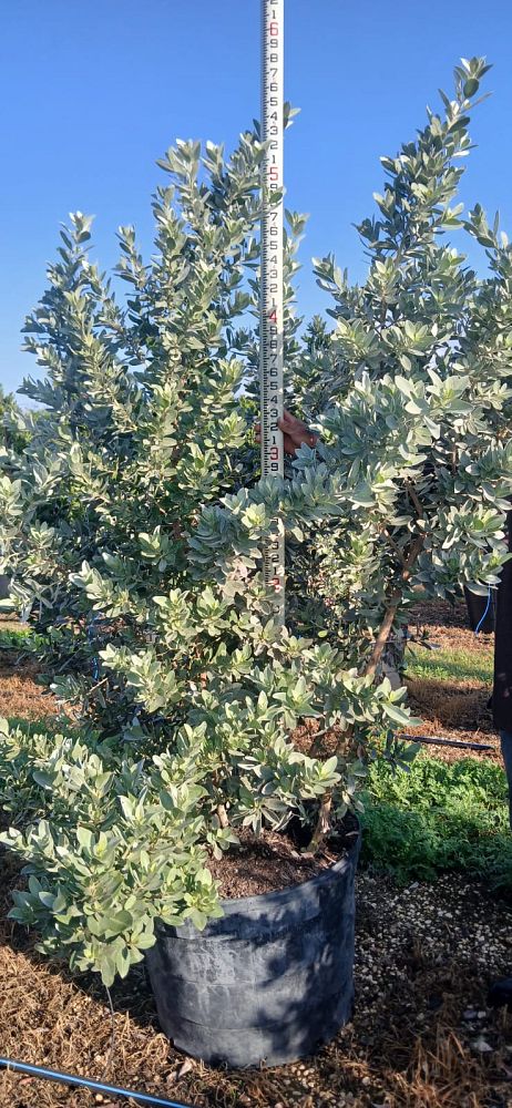 conocarpus-erectus-sericeus-silver-buttonwood
