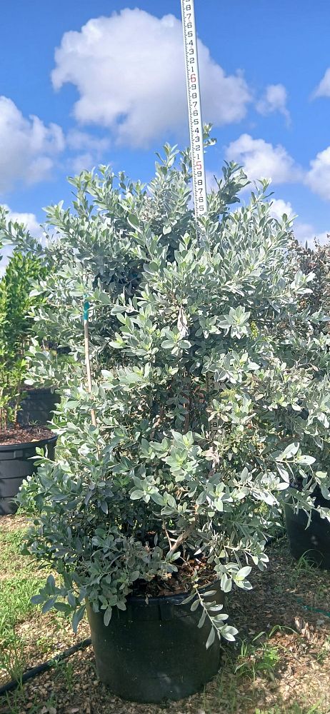 conocarpus-erectus-sericeus-silver-buttonwood